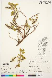 Salix arctica image