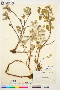 Salix arctica image