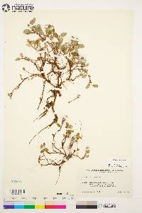 Salix arctica image