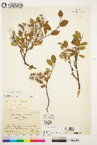 Salix arctica image