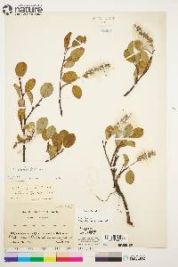 Salix arctica image