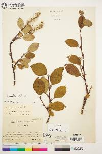 Salix arctica image