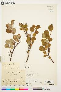 Salix arctica image