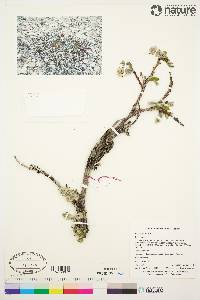 Salix arctica image