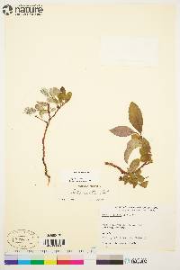 Salix arctica image