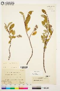 Salix arctica image