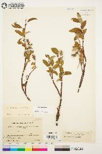 Salix arctica image