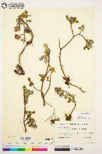 Salix arctica image