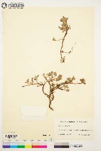 Salix arctica image