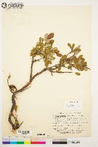 Salix arctica image