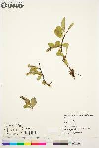 Salix arctica image