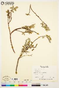 Salix arctica image