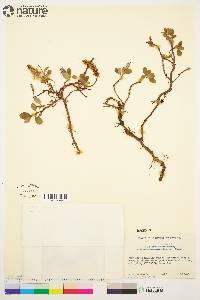 Salix arctica image