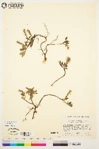 Salix arctica image