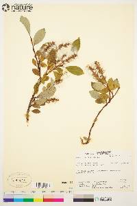 Salix arctica image