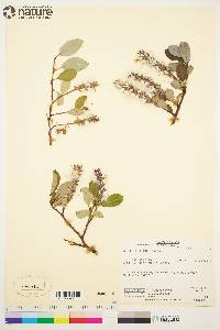 Salix arctica image