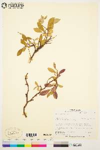 Salix arctica image