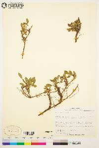 Salix arctica image