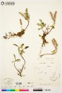 Salix arctica image