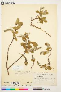 Salix arctica image