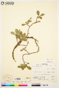 Salix arctica image