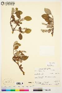 Salix arctica image