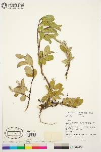 Salix arctica image