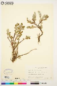 Salix arctica image