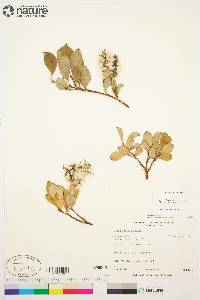 Salix arctica image