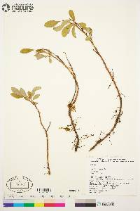 Salix arctica image