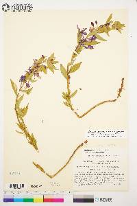 Chamaenerion angustifolium subsp. angustifolium image