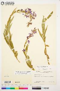 Chamaenerion angustifolium subsp. angustifolium image