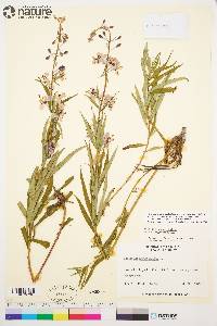 Chamaenerion angustifolium subsp. angustifolium image