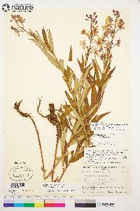 Chamaenerion angustifolium subsp. angustifolium image