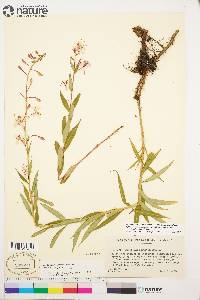 Chamaenerion angustifolium subsp. angustifolium image