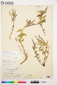 Chamerion latifolium image