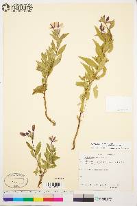 Chamerion latifolium image