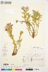 Chamerion latifolium image