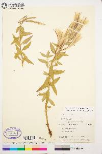 Chamerion latifolium image