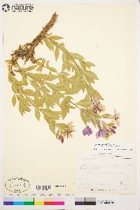 Chamerion latifolium image