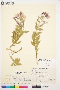 Chamerion latifolium image