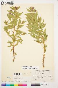 Chamerion latifolium image