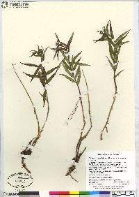 Chamaenerion angustifolium subsp. angustifolium image