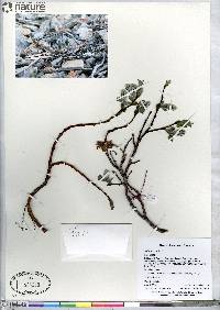 Salix arctica image