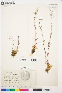 Epilobium davuricum image