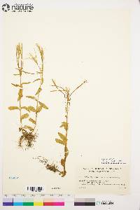 Epilobium lactiflorum image