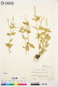 Epilobium lactiflorum image