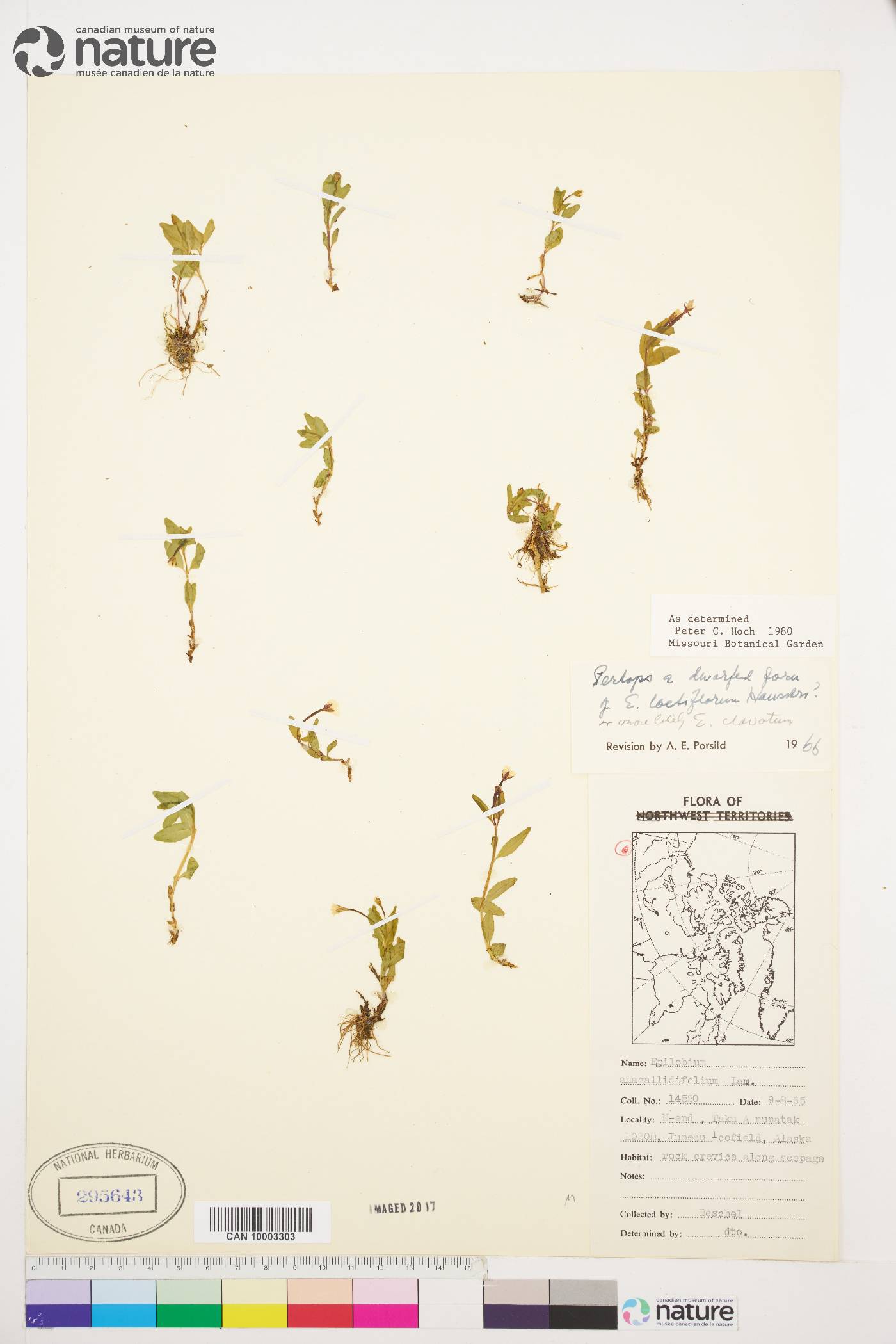 Epilobium lactiflorum image