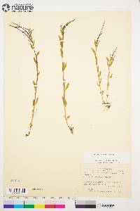 Epilobium lactiflorum image