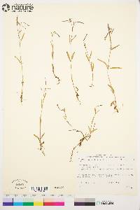 Epilobium palustre image